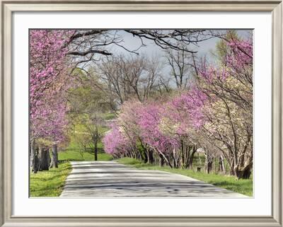 Road Lined with Redbud and Dogwood Trees in Full Bloom ...