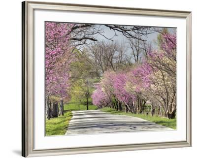 Road Lined with Redbud and Dogwood Trees in Full Bloom ...