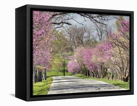 Road Lined with Redbud and Dogwood Trees in Full Bloom, Lexington, Kentucky, Usa-Adam Jones-Framed Stretched Canvas
