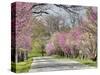 Road Lined with Redbud and Dogwood Trees in Full Bloom, Lexington, Kentucky, Usa-Adam Jones-Stretched Canvas