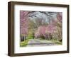 Road Lined with Redbud and Dogwood Trees in Full Bloom, Lexington, Kentucky, Usa-Adam Jones-Framed Photographic Print