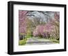 Road Lined with Redbud and Dogwood Trees in Full Bloom, Lexington, Kentucky, Usa-Adam Jones-Framed Photographic Print