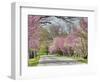 Road Lined with Redbud and Dogwood Trees in Full Bloom, Lexington, Kentucky, Usa-Adam Jones-Framed Photographic Print