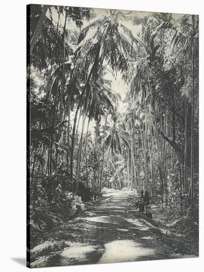 Road Near Colombo, Ceylon, February 1912-English Photographer-Stretched Canvas