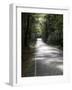 Road passing through a forest, Fiordland National Park, Southland, South Island, New Zealand-null-Framed Photographic Print