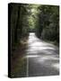 Road passing through a forest, Fiordland National Park, Southland, South Island, New Zealand-null-Stretched Canvas