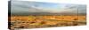 Road passing through desert, Palm Springs, Riverside County, California, USA-Panoramic Images-Stretched Canvas