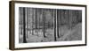 Road passing through forest, Stuttgart, Baden Wurttemberg, Germany-Panoramic Images-Framed Photographic Print