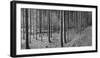 Road passing through forest, Stuttgart, Baden Wurttemberg, Germany-Panoramic Images-Framed Photographic Print