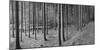 Road passing through forest, Stuttgart, Baden Wurttemberg, Germany-Panoramic Images-Mounted Photographic Print