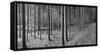 Road passing through forest, Stuttgart, Baden Wurttemberg, Germany-Panoramic Images-Framed Stretched Canvas