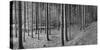 Road passing through forest, Stuttgart, Baden Wurttemberg, Germany-Panoramic Images-Stretched Canvas