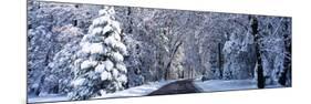 Road Passing Through Snowy Forest in Winter, Yosemite National Park, California, USA-null-Mounted Photographic Print