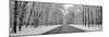 Road passing through winter forest, Wheeling, Illinois, USA-Panoramic Images-Mounted Photographic Print