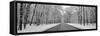 Road passing through winter forest, Wheeling, Illinois, USA-Panoramic Images-Framed Stretched Canvas