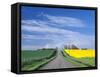 Road Running Through Canola and Wheat Fields, Grangeville, Idaho, USA-Terry Eggers-Framed Stretched Canvas