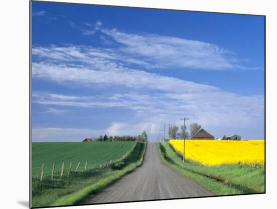 Road Running Through Canola and Wheat Fields, Grangeville, Idaho, USA-Terry Eggers-Mounted Photographic Print