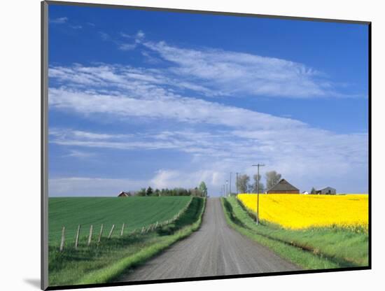 Road Running Through Canola and Wheat Fields, Grangeville, Idaho, USA-Terry Eggers-Mounted Photographic Print