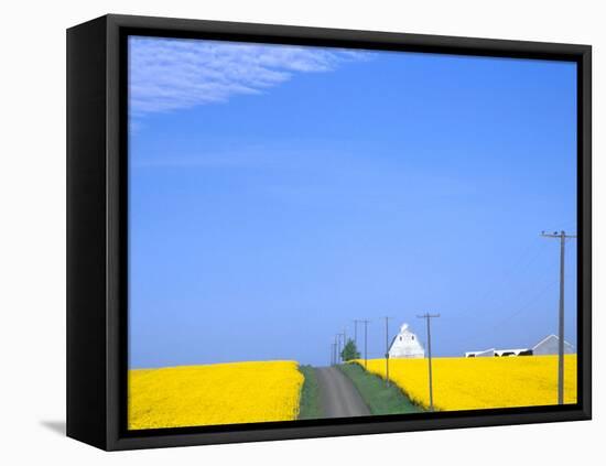 Road Running Through Canola Field with Gray Barn, Grangeville, Idaho, USA-Terry Eggers-Framed Stretched Canvas