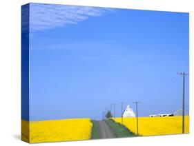 Road Running Through Canola Field with Gray Barn, Grangeville, Idaho, USA-Terry Eggers-Stretched Canvas