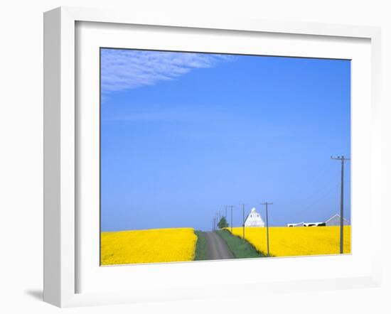 Road Running Through Canola Field with Gray Barn, Grangeville, Idaho, USA-Terry Eggers-Framed Premium Photographic Print