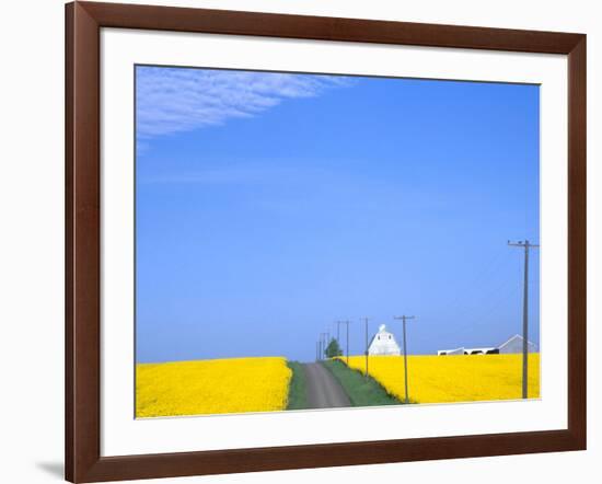 Road Running Through Canola Field with Gray Barn, Grangeville, Idaho, USA-Terry Eggers-Framed Photographic Print