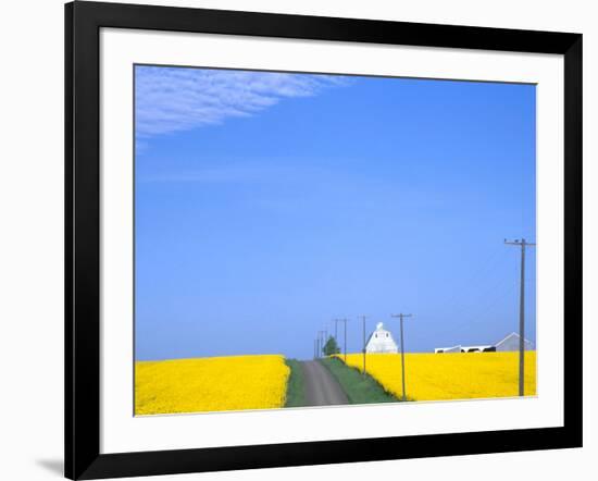 Road Running Through Canola Field with Gray Barn, Grangeville, Idaho, USA-Terry Eggers-Framed Photographic Print