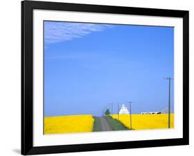 Road Running Through Canola Field with Gray Barn, Grangeville, Idaho, USA-Terry Eggers-Framed Photographic Print