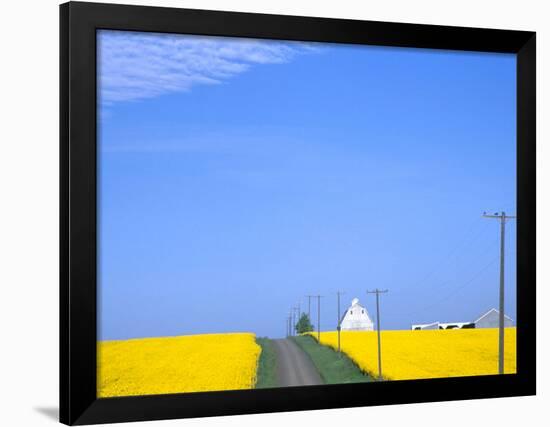 Road Running Through Canola Field with Gray Barn, Grangeville, Idaho, USA-Terry Eggers-Framed Photographic Print