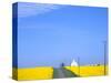 Road Running Through Canola Field with Gray Barn, Grangeville, Idaho, USA-Terry Eggers-Stretched Canvas