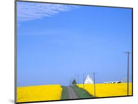 Road Running Through Canola Field with Gray Barn, Grangeville, Idaho, USA-Terry Eggers-Mounted Photographic Print