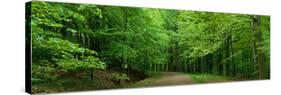 Road Through a Forest Near Kassel Germany-null-Stretched Canvas