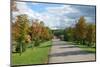 Road through Autamn Forest-laufer-Mounted Photographic Print