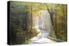 Road Through Autumn Woodland, Saxon Switzerland, Saxony, Germany-Peter Adams-Stretched Canvas