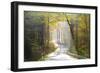 Road Through Autumn Woodland, Saxon Switzerland, Saxony, Germany-Peter Adams-Framed Photographic Print