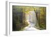 Road Through Autumn Woodland, Saxon Switzerland, Saxony, Germany-Peter Adams-Framed Photographic Print