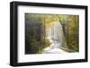 Road Through Autumn Woodland, Saxon Switzerland, Saxony, Germany-Peter Adams-Framed Photographic Print