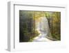 Road Through Autumn Woodland, Saxon Switzerland, Saxony, Germany-Peter Adams-Framed Photographic Print