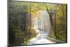 Road Through Autumn Woodland, Saxon Switzerland, Saxony, Germany-Peter Adams-Mounted Photographic Print