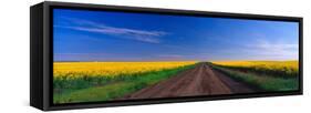 Road through Canola Field, Washington, USA-Terry Eggers-Framed Stretched Canvas