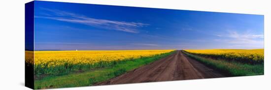 Road through Canola Field, Washington, USA-Terry Eggers-Stretched Canvas