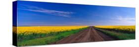 Road through Canola Field, Washington, USA-Terry Eggers-Stretched Canvas