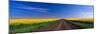 Road through Canola Field, Washington, USA-Terry Eggers-Mounted Photographic Print