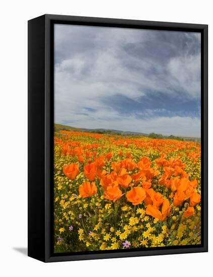Road through Poppies, Antelope Valley, California, USA-Terry Eggers-Framed Stretched Canvas