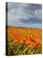 Road through Poppies, Antelope Valley, California, USA-Terry Eggers-Stretched Canvas