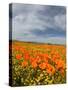 Road through Poppies, Antelope Valley, California, USA-Terry Eggers-Stretched Canvas