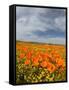 Road through Poppies, Antelope Valley, California, USA-Terry Eggers-Framed Stretched Canvas