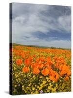 Road through Poppies, Antelope Valley, California, USA-Terry Eggers-Stretched Canvas