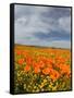 Road through Poppies, Antelope Valley, California, USA-Terry Eggers-Framed Stretched Canvas