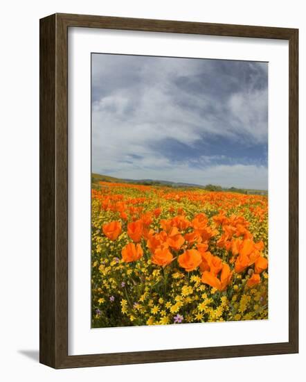 Road through Poppies, Antelope Valley, California, USA-Terry Eggers-Framed Photographic Print